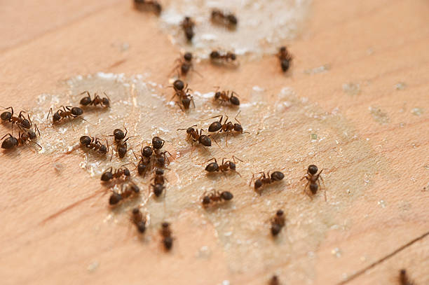 Wildlife Control Services in Centreville, MS